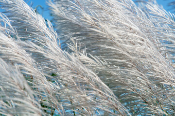 Wall Mural - white reeds flower
