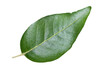 Upperside of a pointed leaf of the Mexican white oak (Quercus polymorpha) 