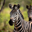 Selective focus shot of a beautiful zebra in jungle