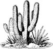 Cactus landscape Vintage Sketch