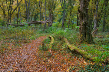 Poster - Autumn colours on Vadu Crisului in Apuseni Mountains, Romania, Europe	