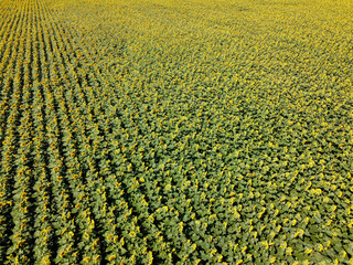 Wall Mural - Sunflower field on a summer day, aerial view.