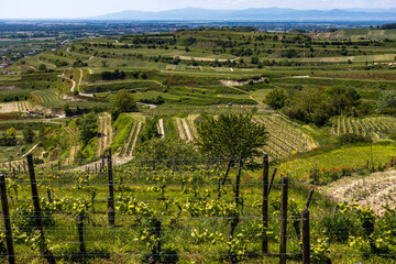 Wall Mural - Weinberge bei Ihringen, Kaiserstuhl