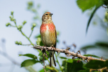 Wall Mural - Bluthänfling (Carduelis cannabina) Männchen