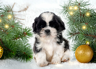 Poster - puppy shih tzu and christmas