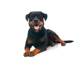 Canvas Print - rottweiler in studio