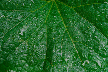 Wall Mural - Green leaf in drops after rain, beautiful natural background