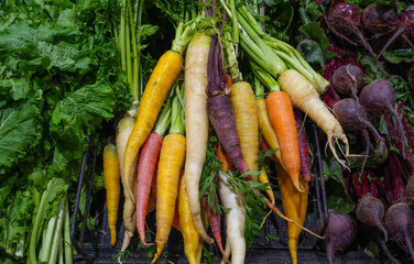 Wall Mural - fresh colorful organic carrots in bunches in market