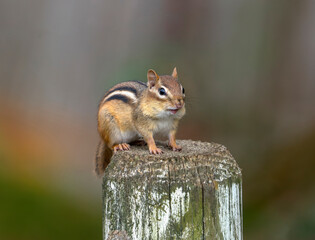 close up on cute chipmunk on old wooden pile