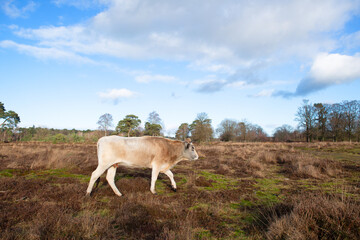 Wall Mural - Nature in Dutch Leersummer veld