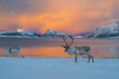 Reindeer in Northern Norway in winter with beautiful and colourful background . High quality photo