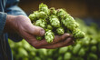 Large hop cones in the hands of a brewer, fresh high-quality raw materials for brewing