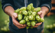 Hop cones in the hands of a brewer, high-quality raw materials for brewing
