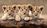 Fototapeta  - Close-up of three cute lion cubs