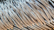 Brown pelican feathers close up detail background texture