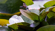 Dragonfly resting on a water lily leaf in a garden pond