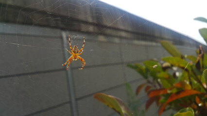 spider on the web