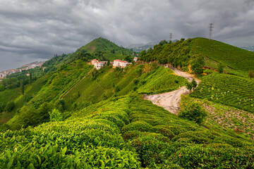 Wall Mural - Tea plantation in the evening sun