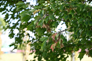 Poster - Trident maple ( Acer buergerianum ) fruits ( Samara ). Sapindaceae deciduous tree. After flowering, samara ripens to brown in autumn.