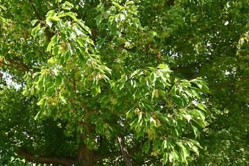 Canvas Print - Trident maple ( Acer buergerianum ) fruits ( Samara ). Sapindaceae deciduous tree. After flowering, samara ripens to brown in autumn.