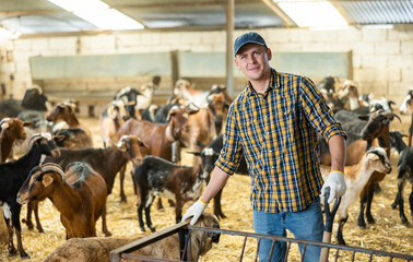 Profwssional young European man farmer in plaid shirt leveling hay and straw with pitchfork in the goat pen barn in autumn