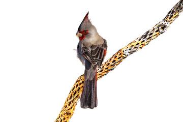 Pyrrhuloxia (Cardinalis sinuatus) High Resolution Photo, on a Transparent PNG Background, Perched and Showing Its Colors