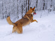Playful shepherd dog is running around and jumping in the freshly fallen snow