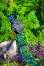 Peacock (Pavo Cristatus) Posing On A Stone