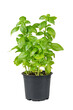 © katyamaximenko - Fresh green organic basil in black pot isolated on white, transparent background, PNG. Indoor plant growing, healthy eating, aromatic herb, food ingredient, spice for culinary