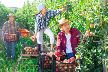 Wall Mural - Portrait of focused young female farm worker harvesting ripe red apples in fruit garden on sunny summer day