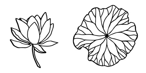 Wall Mural - lotus flowers, leaves and buds black line art. Set of vector illustration. Outline floral drawing for for logo, tattoo, packaging design, compositions. Water Lily botanical vector design.