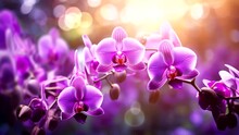 Purple Orchid Flowers In Forest With Sunlight Rays Video Looping Background 