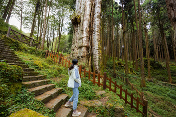 Canvas Print - Woman visit the Alishan forest boasts massive ancient trees in alishan national forest recreation area