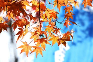 Poster - Autumn leaves of the Japanese maple. Beautiful autumn scenery in Japan. Seasonal background material.