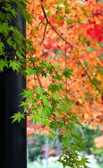 Poster - Autumn leaves of the Japanese maple. Beautiful autumn scenery in Japan. Seasonal background material.