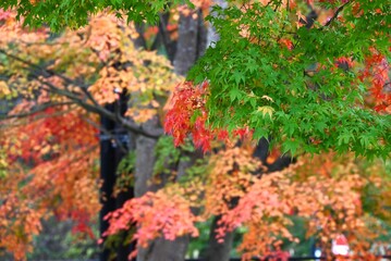 Sticker - Autumn leaves of the Japanese maple. Beautiful autumn scenery in Japan. Seasonal background material.