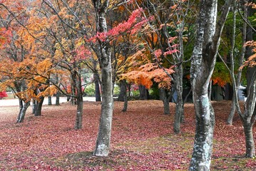 Canvas Print - Autumn leaves of the Japanese maple. Beautiful autumn scenery in Japan. Seasonal background material.