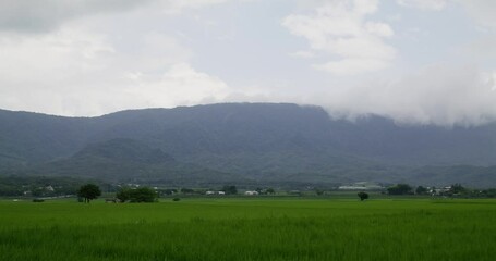 Wall Mural - Taitung Chishang paddy rice field