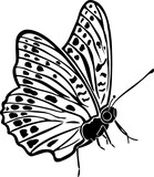 Fototapeta Motyle - butterfly silhouette illustration