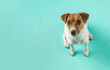 Top view of a sitting Jack Russell Terrier dog on a turquoise background. Space for text.