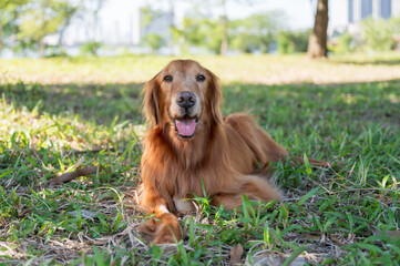 Sticker - Golden Retriever lying on the grass.