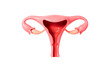 Human uterus model, 3d rendering.
