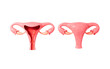 Human uterus model, 3d rendering.

