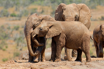 Canvas Print - Young African elephants (Loxodonta africana) playing in mud, Addo Elephant National Park, South Africa.