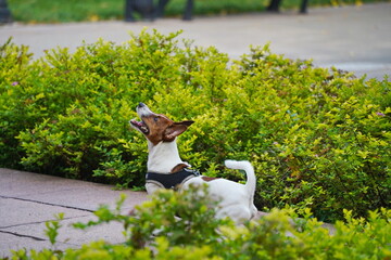 Wall Mural - A puppy with a harness in the park.