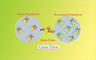 GENE FLOW