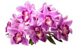 Marvelous Colorful Pretty Cattleya Orchid Isolated on Transparent Background PNG.