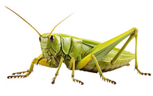 Dangerous Shiny Green Giant Grass Hopper Isolated On Transparent Background PNG.