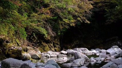 Wall Mural - beautiful view of red maple leaves by the river in autumn, yasui gorge in kochi prefecture in japan,