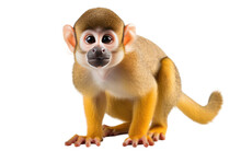 Yellow Color Squirrel Monkey Isolated On Transparent Background PNG.